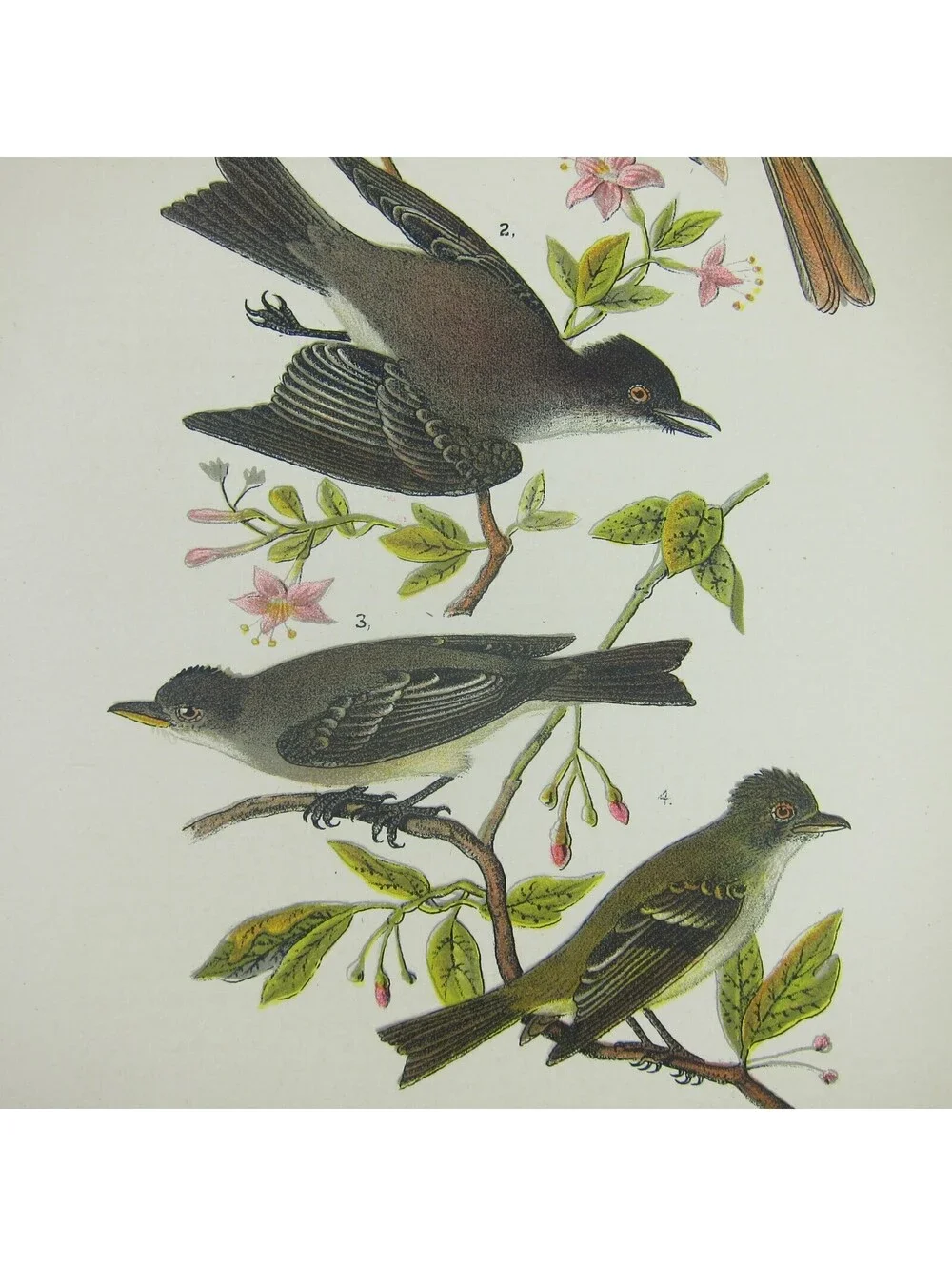 Bird Lithograph Print Crested Flycatcher Phoebe Wood Pewee Acadian Antique 1890